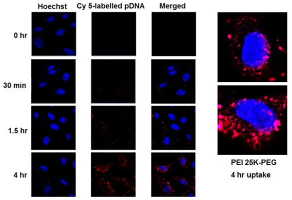 PEI-PEG를 통한 Cy 5 라벨된 pDNA의 세포 전달 및 세포내 위치를 확인한 이미지