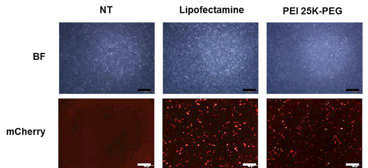 리포펙타민과 PEI-PEG의 mCherry plasmid DNA의 전달 및 발현 효율 비교