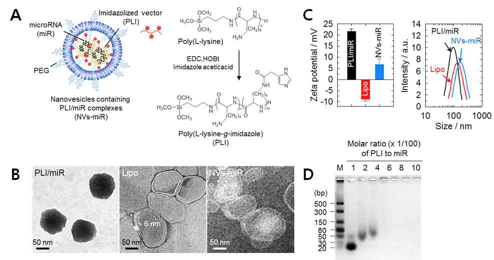 miRNA 폴리 라이신 이미다졸 공중합체를 담지한 리포좀의 개념도 (A), TEM 이미지 (B) 및 특성 분석