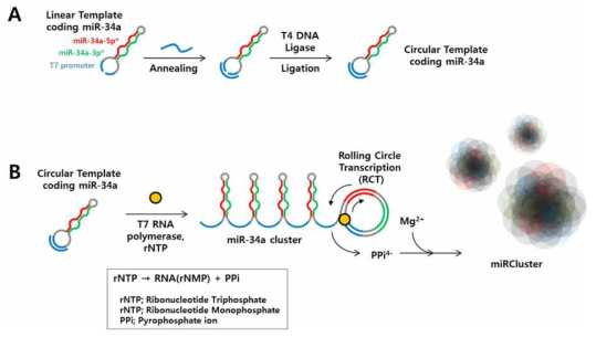 pri-miRNA cluster 입자 설계도