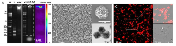 pri-miRNA cluster 입자 특성