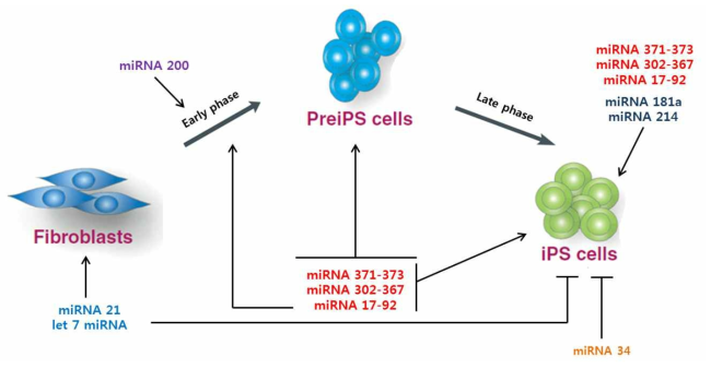 유도만능 줄기세포 역분화 과정에 관여하는 miRNAs