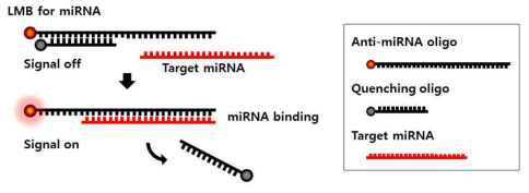 표적 miRNA의 영상화를 위한 LMB의 영상화 메커니즘