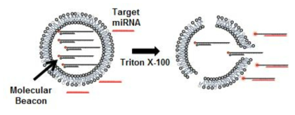 LMB의 리포좀에 의한 보호 유무에 따른 타겟 miRNA와 반응하는 LMB의 개념도
