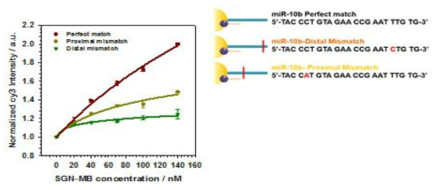 표적 miRNA에 대한 선택성과 정확성을 알고자 표적 miRNA에 대한 완벽 일치 서열 LMB / 염기 서열 1개 불일치 서열 LMB에 대한 SGN-MB의 형광 신호 비교