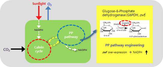남세균 내 주요 NADPH 생산경로 및 오탄당인산경로 활성화 전략