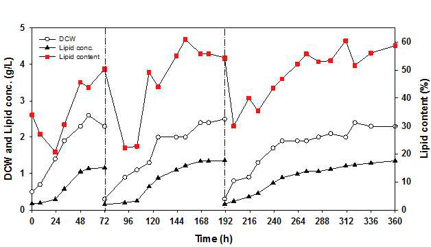 Repeatd fed-batch 시스템에서 생산된 지질함량 변화