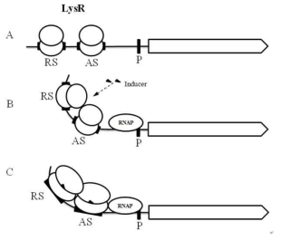 A proposed schematic model of LysR family transcriptional regulator dependent transcription regulation.