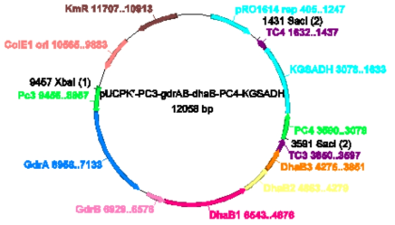 pUCPK’/PC3-gdrAB-dhaB, PC4-KGSADH plasmid construct to express glycerol dehydratase and KGSADH in P. denitrificans