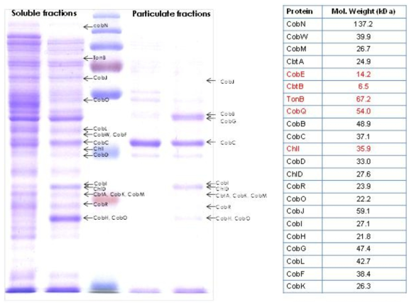 SDS-PAGE analysis of cell-free soluble extract of recombinant E. coli harboring pAcob, pCcob and pRcob plasmids. L1 and L2 are soluble fraction of E. coli BL21 DE3 and E. coli BL21DE3 harboring pAcob, pCcob and pRcob plasmids, respectively.