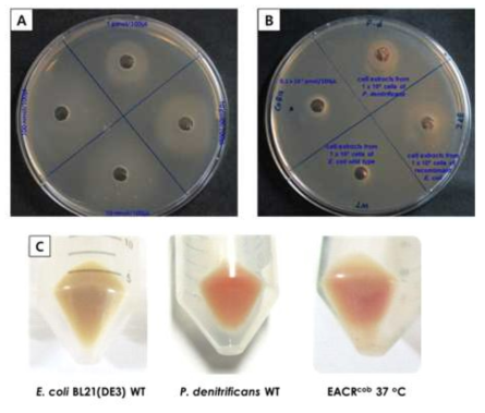 : Coenzyme B12 bioassay. Crude cell extracts of P. denitrificans, E. coli BL21 DE3 WT,recombinant E. coli BL21 DE3 overexpressing cob genes where seived through 0.2 μm filters before adding on bioassay plates containing S. typhimurium ΔmetE ΔcbiB.