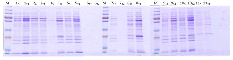 SDS-PAGE analysis of cell-free soluble extract of various E. coli strains at different time points with DhaB, GdrAB and KGSADH overexpression.