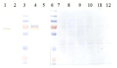 Western blot analysis of total and cell-free soluble extracts from in vitro translation studies.