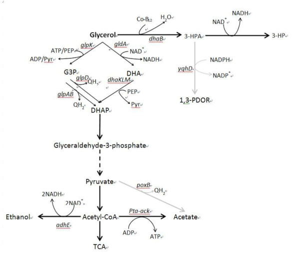 Glycerol metabolism in recombinant E. coli W developed for the production of 3-hydroxypropionic acid from glycerol. The pathways shown in gray were knocked-out.