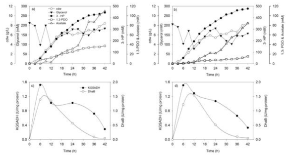Glycerol fed-batch bioreactor experiments with recombinant E. coli W mutant strains overexpressing DhaB, GdrAB and KGSADH and time course profile of DhaB and KGSADH activities from recombinant E. coli W strains.