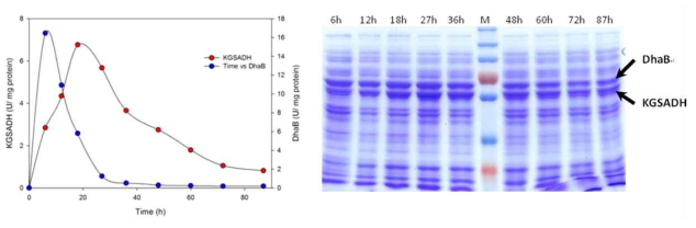 Glycerol dehydratase and KGSADH activities and expression profile in the samples of EcW ΔglpKΔgldA DUBGK collected at various time intervals from glycerol and glucose fed batch bioreactor.