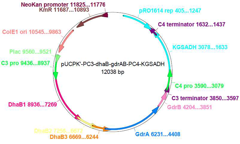pUCPK’/PC3-dhaB-gdrAB, PC4-KGSADH plasmid construct to express glycerol dehydratase and KGSADH in P. denitrificans