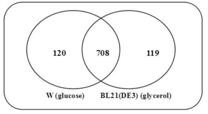 Venn diagram representing single nucleotide mutations identified in glycerol assimilatory genes of E. coli W and BL21 (DE3) ΔldhAΔpta-ackΔyqhDΔpoxBΔfrdA