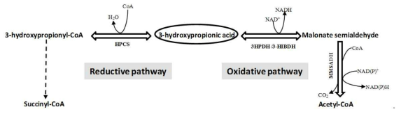 A scheme showing 3-HP metabolic pathways. In P. denitrificans, the oxidative pathway, not the reductive pathway is responsible for 3-HP assimilation to cellular constituents.