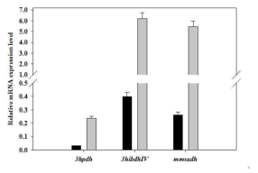 Relative mRNA levels for the 3-hydroxypropinate catabolism genes in wild type P. denitrificans ATCC13867. P. denitrificans cells were cultivated in M9 medium supplemented with 3-HP at 25 mmol/L (grey bar) or without 3-HP (black bar) and harvested during the exponential growth period.
