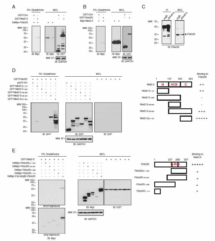 Nkx2-5 binds to Fbxo25