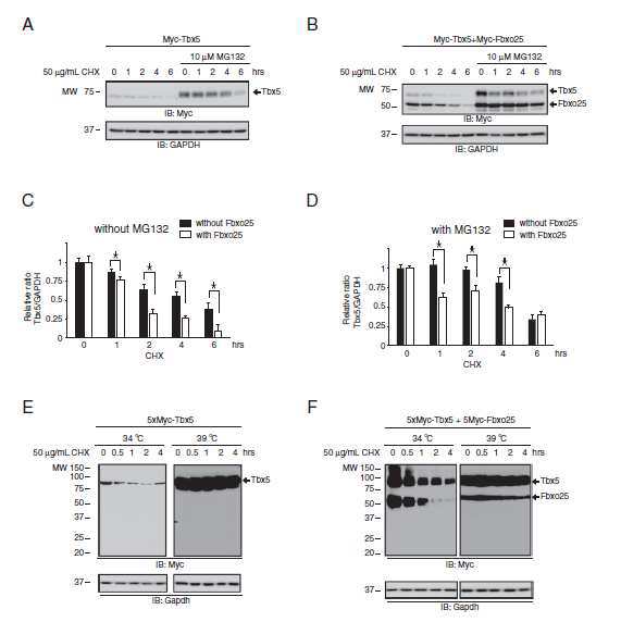 Fbxo25 facilitates Tbx5 protein degradation