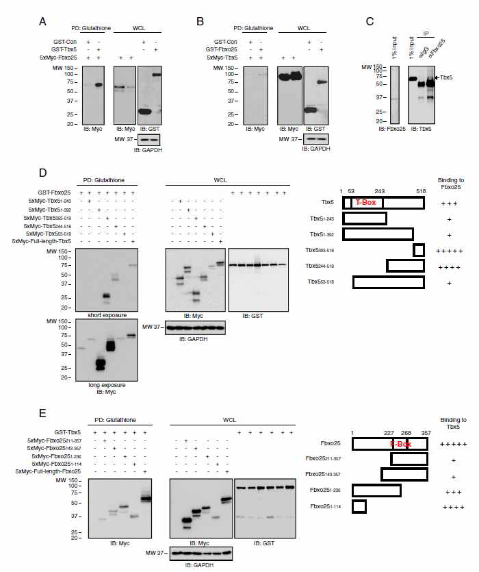 Tbx5 associates with Fbxo25