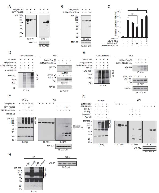 Fbxo25 ubiquitinates Tbx5 via SCF complex formation