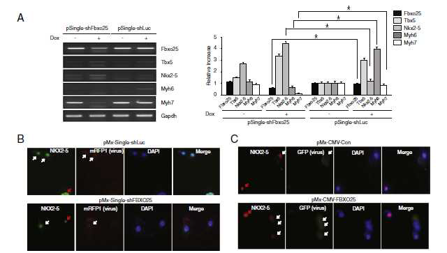 Fbxo25 regulates Tbx5 and Nkx2-5 expressionn during cardiomyocyte differentiation