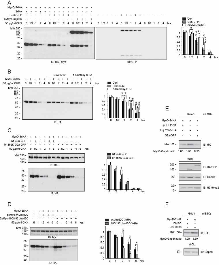 Hypo-methylated MyoD exhibits an increased half-life