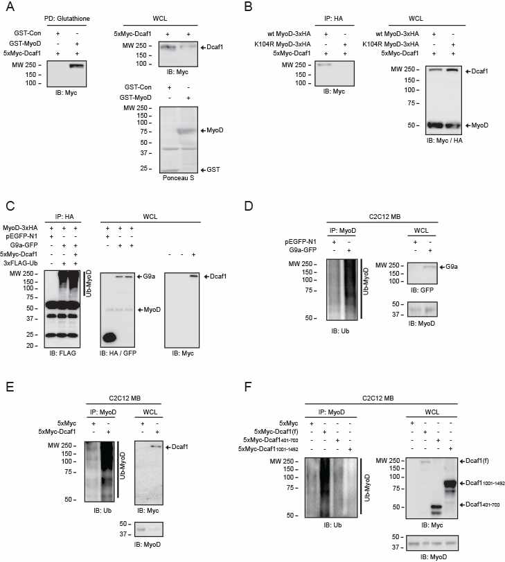 Methylated MyoD is degraded by the Cul4/Ddb1/Dcaf1 pathway