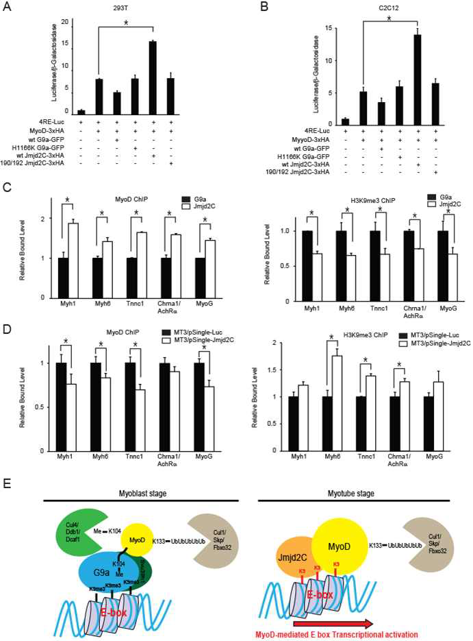 Jmjd2C activates MyoD transcriptional activity through reduction of H3K9me3 level