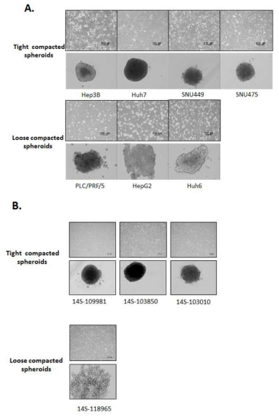 여러 가지 간암세포주 (A)와 간암환자 유래 일차 배양 간암세포 (B)를 이용한 스페로이드(Spheroids) 형성능 및 스페로이드 형태 비교 분석