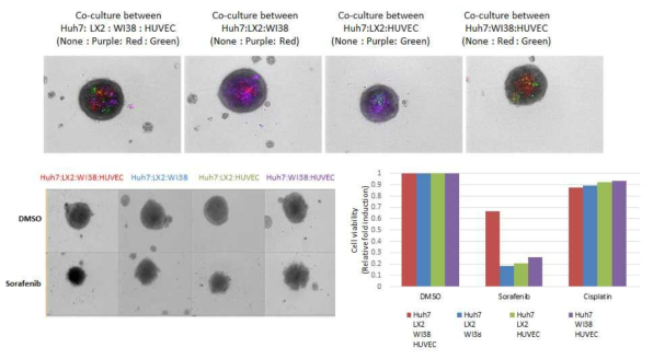 여러 가지 기질 세포가 포함된 다세포성 종양 스페로이드(Multicelluar tumor spheroids)를 이용하여 sorafenib 민감성 비교 분석