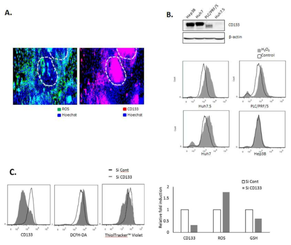 CD133의 발현정도에 따른 산화 스트레스(oxidative stress)에 대한 내성 증가 확인