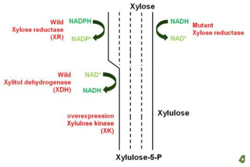 최적화된 synthetic isozyme 대사과정