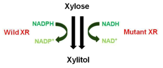 XR isozyme을 이용한 자일리톨 생산