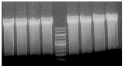 Sau3AI을 이용하여 C. tropicalisYCP0078 gDNA의 단편 확보
