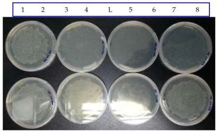 C. tropicalis genomic library 구축을 위한 형질전환 E. coli