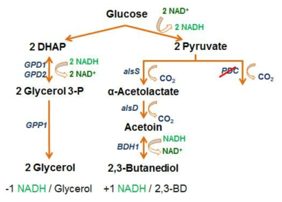 Pdc-결여 효모 균주의 글리세롤 및 2,3-부탄다이올 생산 경로 및 보효소 NADH 균형