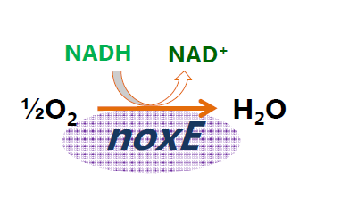 NADH oxidase의 효소 반응