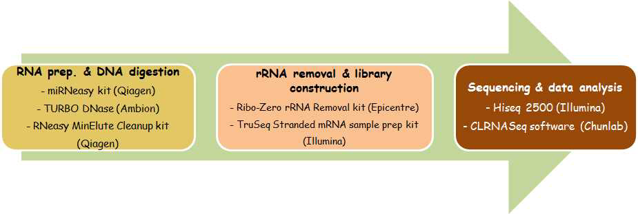 Schematic representation of RNA sequencing analysis.