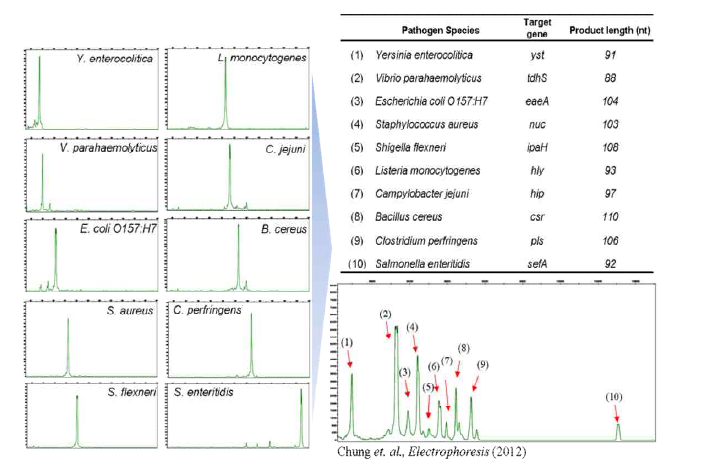 설계된 probe를 이용한 10종의 식중독균 동시검출.