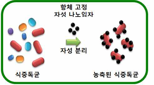 탈리시스템과 자성 나노입자를 이용한 식중독균 농축과정 모식도.