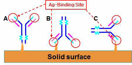 제대로 고정화되지 않은 항체의 모식도.