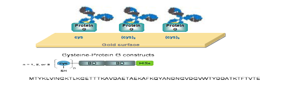 단백질G를 이용한 항체고정화 기술의 모식도.