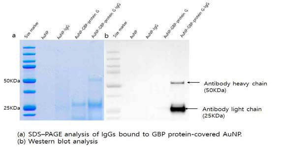 금 결합 펩타이드가 태그된 단백질 G 변형체가 금 나노입자에 결합하며 항체와 반응한 SDS-PAGE결과와 western blot.