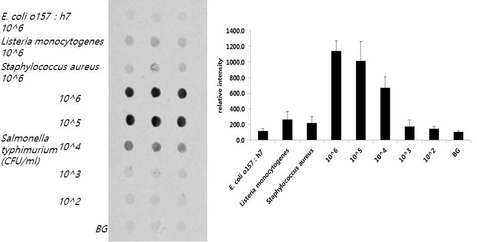 Salmonella Typhimurium 항체가 고정화된 바이오칩을 이용한 검출.