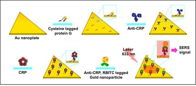 항원-항체 결합을 이용하여 나노판과 나노입자 조립 SERS 검출 플랫폼 모식도.