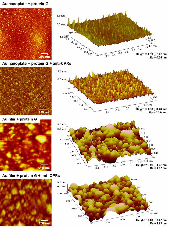 금나노판과 금필름에 단백질G와 항체를 차례로 정렬한 후 얻은 AFM 이미지.